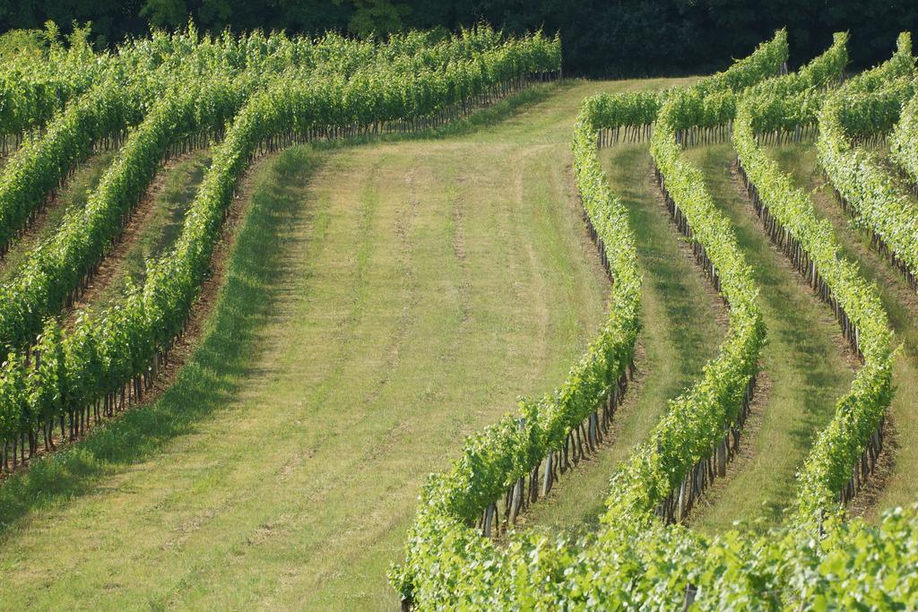 Winzerzimmer - Weingut Tinhof Eisenstadt Exterior foto